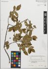Foto von Salix pentandroides Rouy